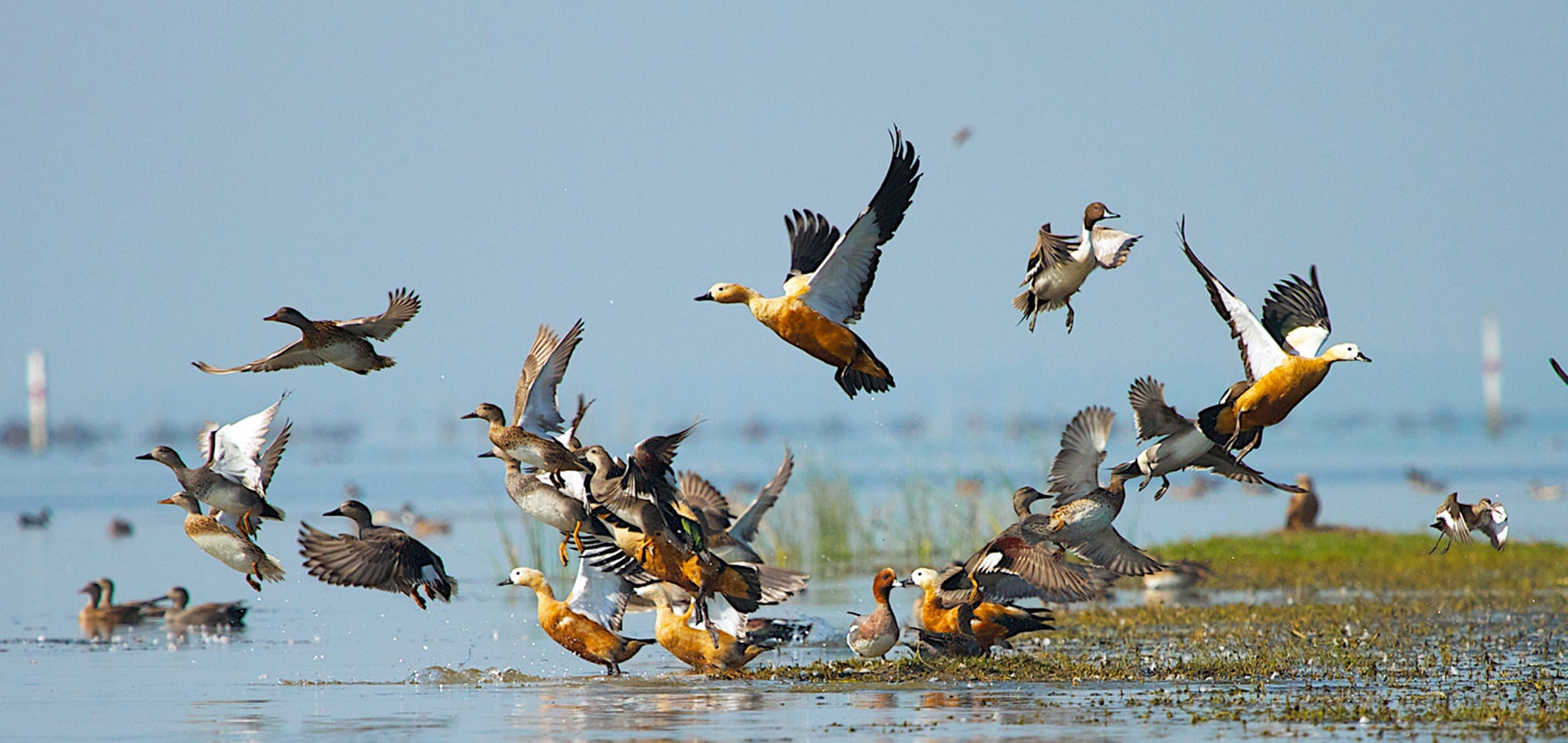 Digantika hotel & resort in chilika