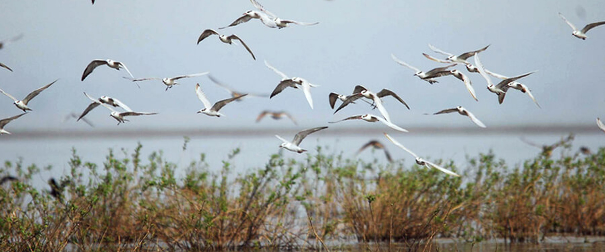 Digantika hotel & resort in chilika