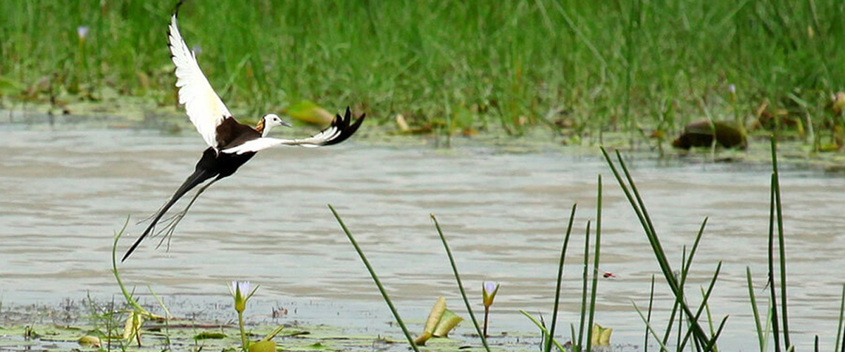 Digantika hotel & resort in chilika