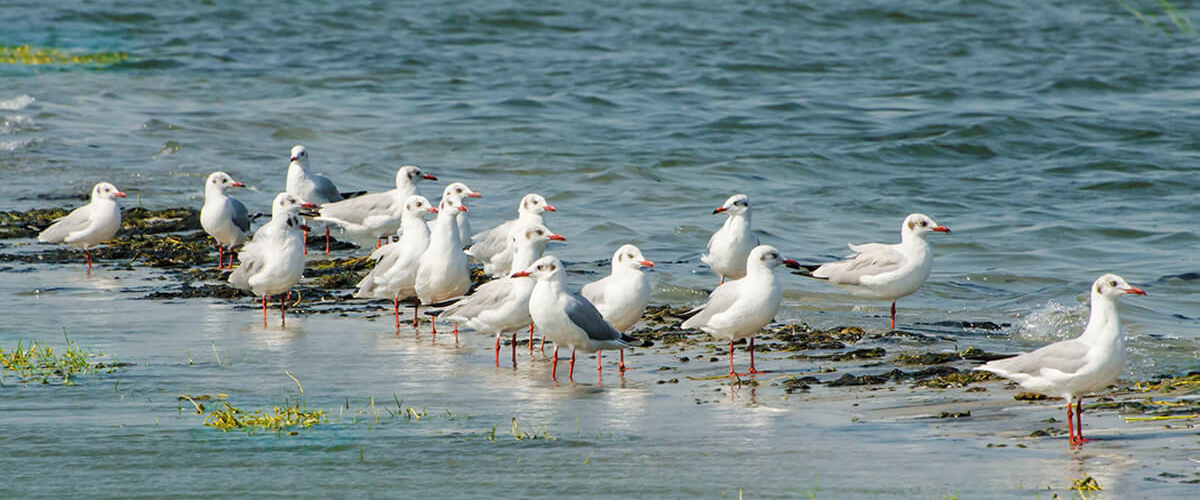 Digantika hotel & resort in chilika