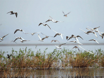 Digantika hotel & resort in chilika