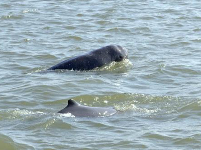 Digantika hotel & resort in chilika