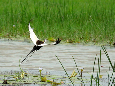 Digantika hotel & resort in chilika